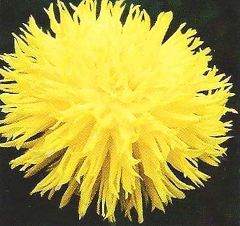 Dahlia  ' HISSY FITZ '  (S.Fim.)  Gitts  USA  1999  (Swan Island Dahlia Catalogue 2000)